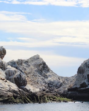 Bird Island